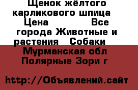Щенок жёлтого карликового шпица  › Цена ­ 50 000 - Все города Животные и растения » Собаки   . Мурманская обл.,Полярные Зори г.